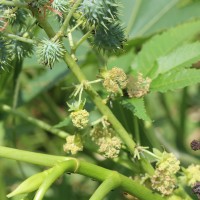 Ricinus communis L.